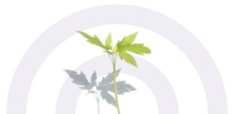 Seedling with green and silvery leaves centered before three purple concentric arch bands