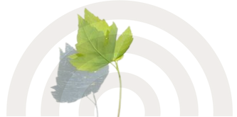 Young green and pale leaves and stem centered over brown concentric arch rings