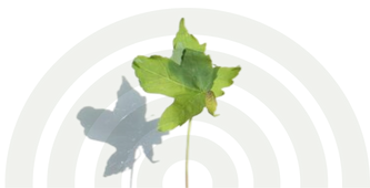 Two green ivy leaves (one light green, one pale) on a stem centered over three dark-green concentric semicircles.