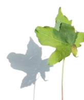 Green leaf with a white silhouette of the same leaf behind it