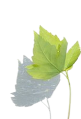 Green leaf overlaying a gray leaf silhouette
