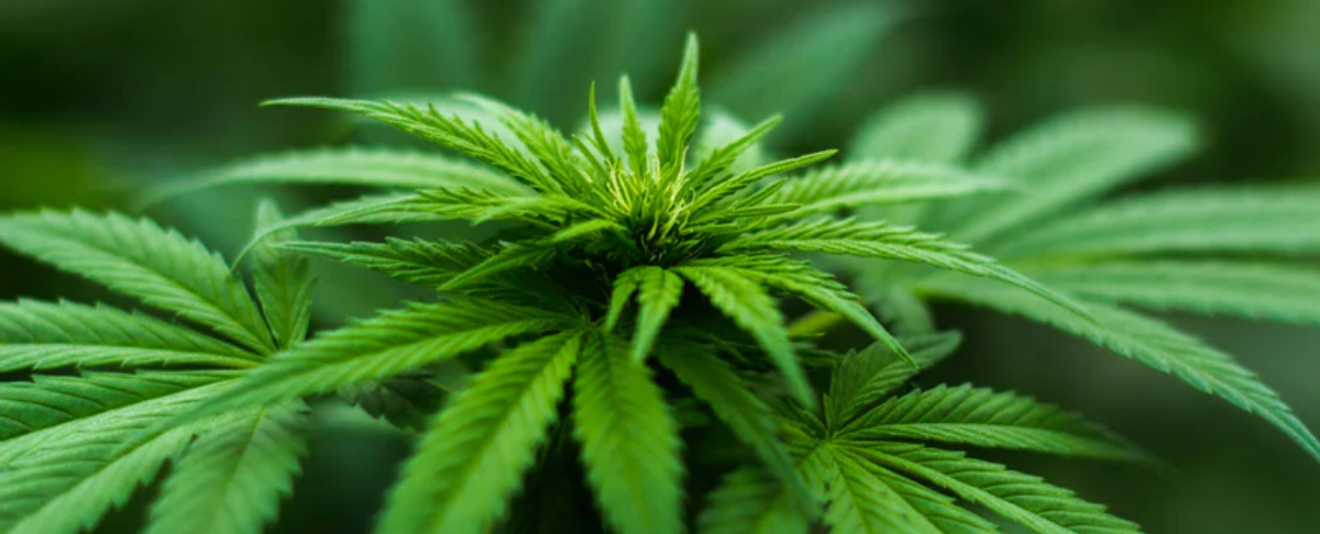 Close-up of a healthy hemp plant with vibrant green leaves