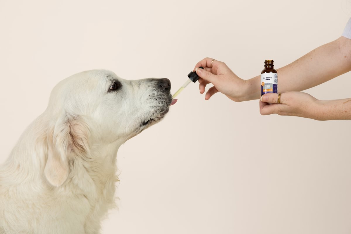 5 Best CBD For Aggressive Dogs (and How to Use It)