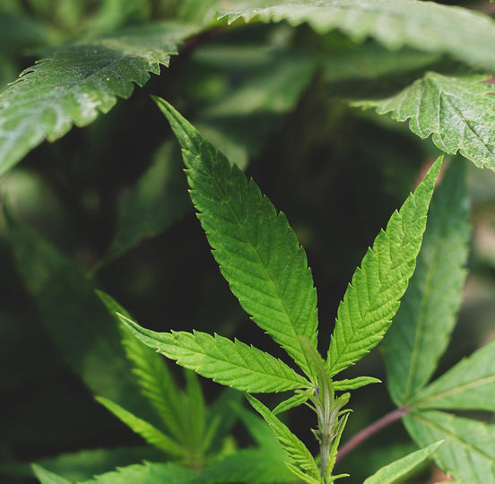 Hemp plant