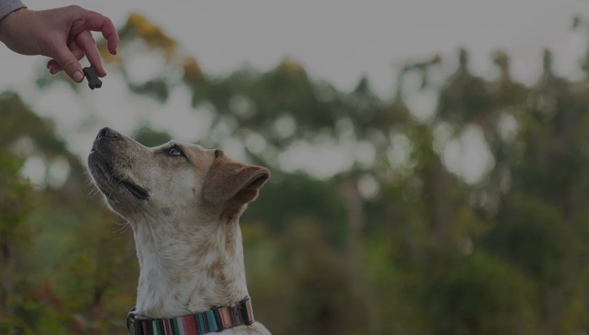 A dog with light brown and white fur looks up intently at a person's hand holding a Medterra CBD dog chew against a blurred background of trees and greenery.