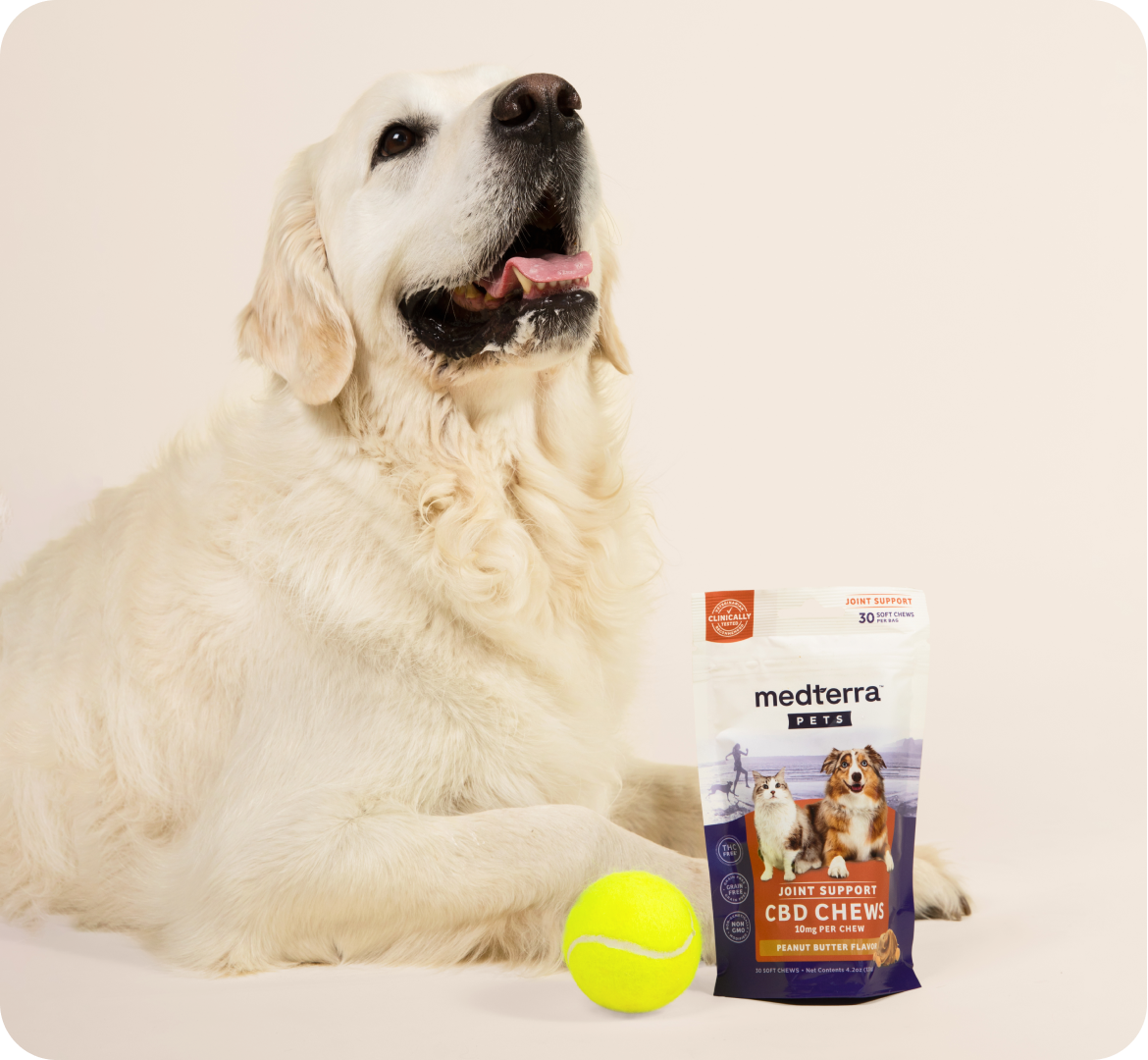 A golden retriever sits with its mouth open next to a pack of Medterra Pet CBD chews and a yellow tennis ball. The dog appears happy and relaxed, showcasing the benefits of joint health support from the CBD chews for pets positioned in front of it.