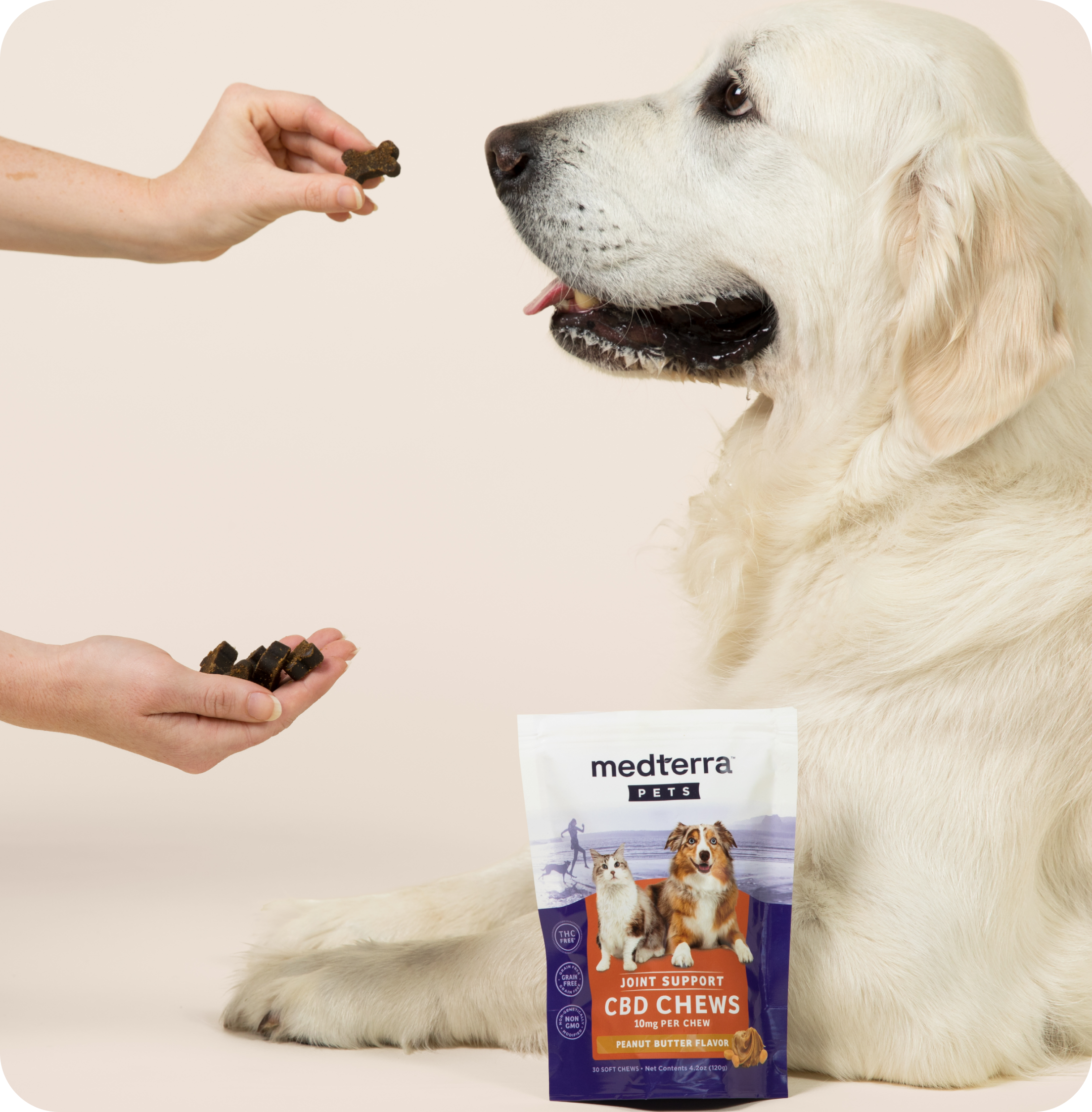 Golden retriever beside bag reading: medterra PETS JOINT SUPPORT CBD CHEWS 10mg PER CHEW PEANUT BUTTER FLAVOR THC FREE