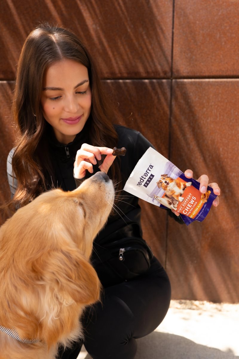 Golden retriever getting a Medterra pet chew on a walk